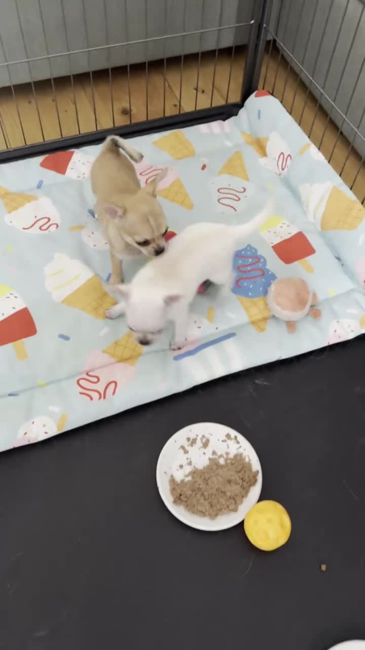 Chihuahua dogs for sale:  Gorgeous Brown Male and White Female Chihuahuas - Video 1
