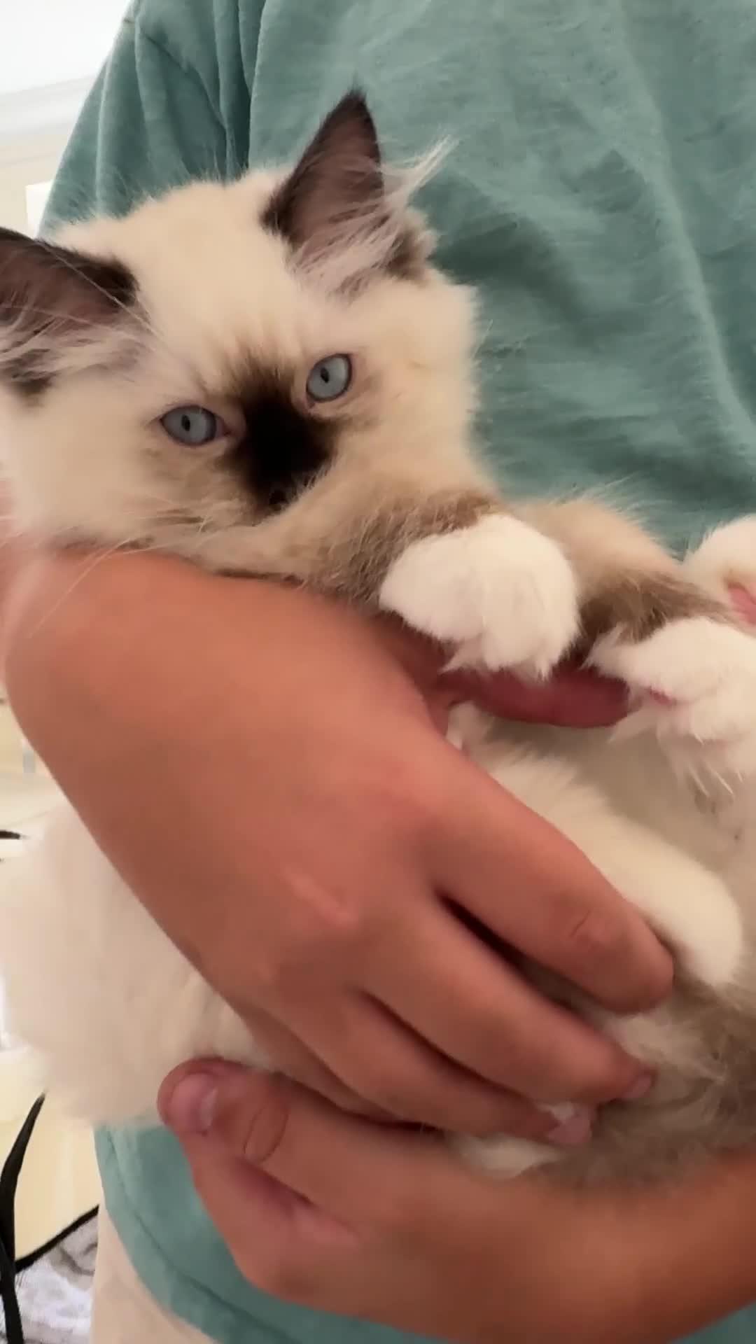 Ragdoll cats for sale: Stunning GCCF reg ragdoll kittens available now  - Video 3