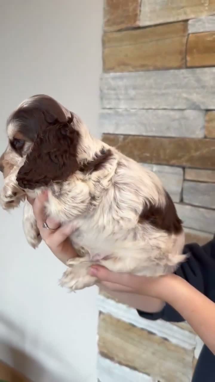 Cocker Spaniel dogs for sale: ❤️ Stunning K.C Show Cocker Spaniels ❤️ - Video 1