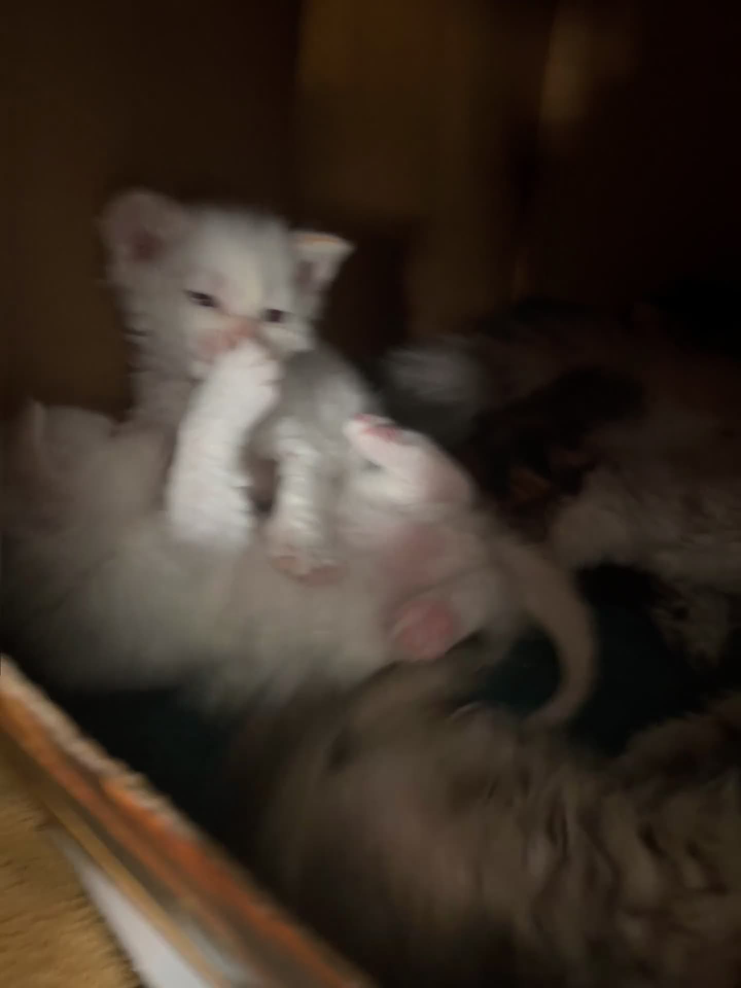 Selkirk Rex cats for sale: Stunning Selkirk rex kittens - Video 5