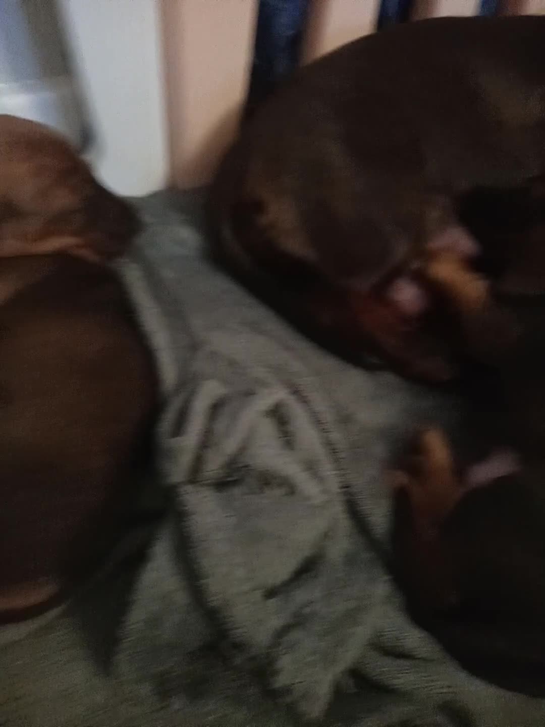 Miniature Dachshund dogs for sale: 3 gorgeous mini Dachshunds - Video 1