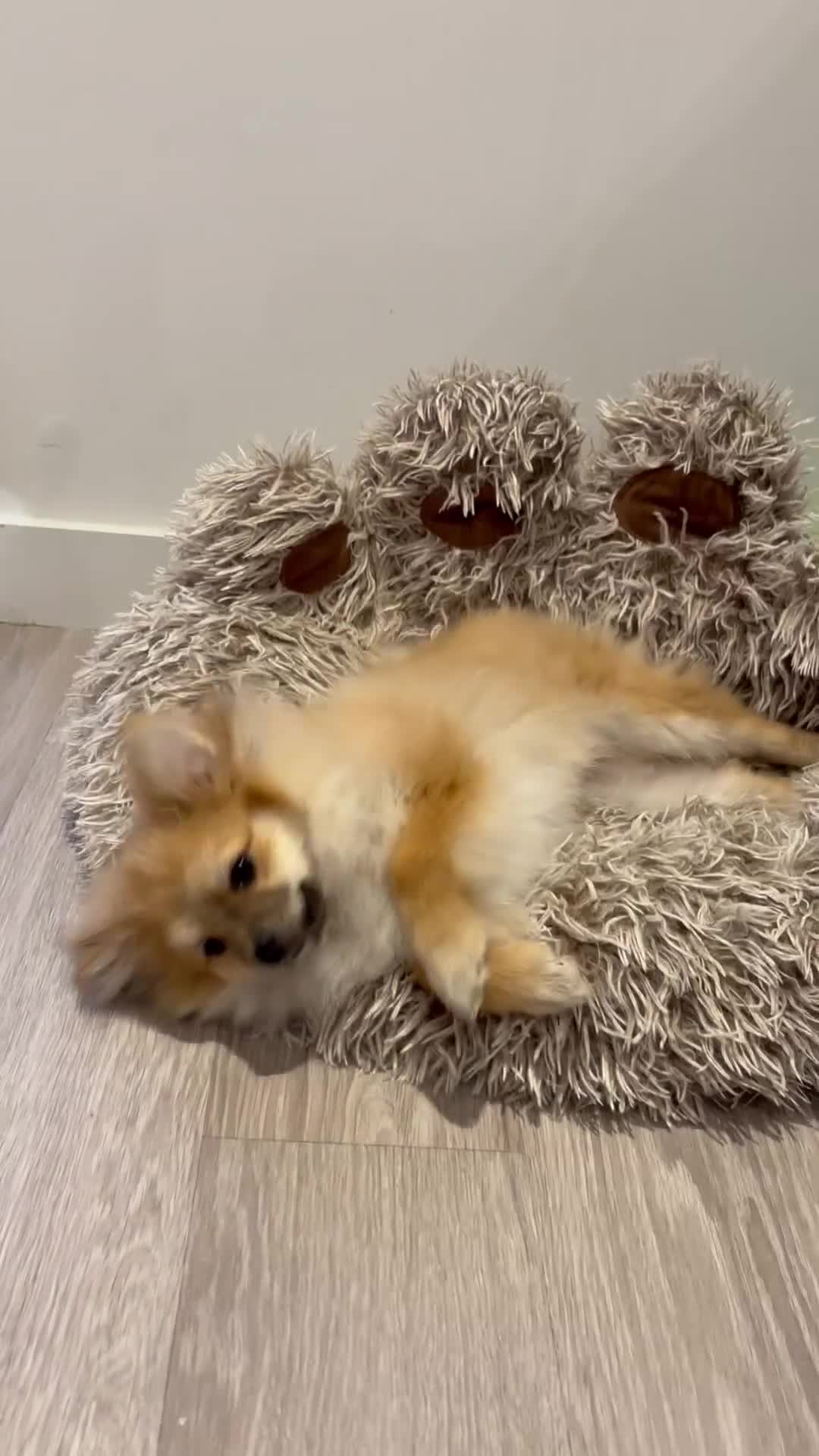 Pomeranian dogs for sale: Adorable Pomeranian boy  Available💫Coco - Video 1