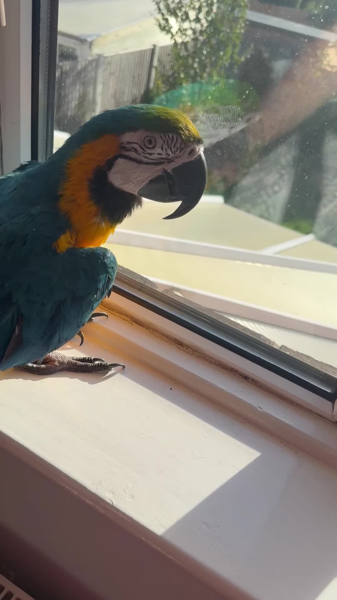 Macaws birds for sale: Harvey our beautiful boy - Video 2