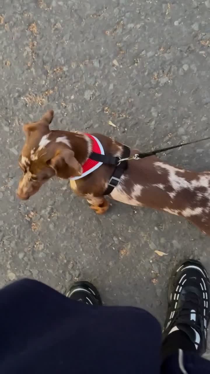 Dachshund dogs for stud: Stud  in Edenbridge - Video 3