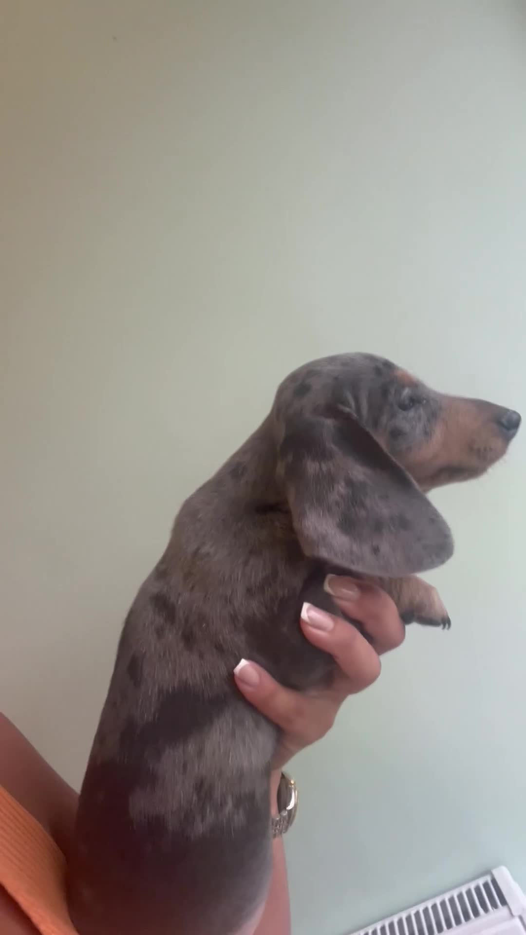 Miniature Dachshund dogs for sale: Miniature dachaunds READY NOW - Video 1