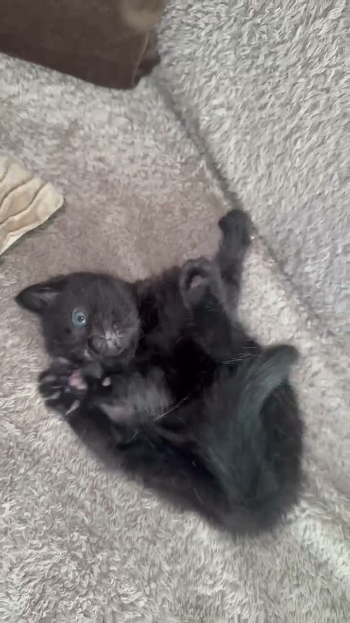 Mixed Breed cats for sale: One boy one girl in Blyth - Video 2