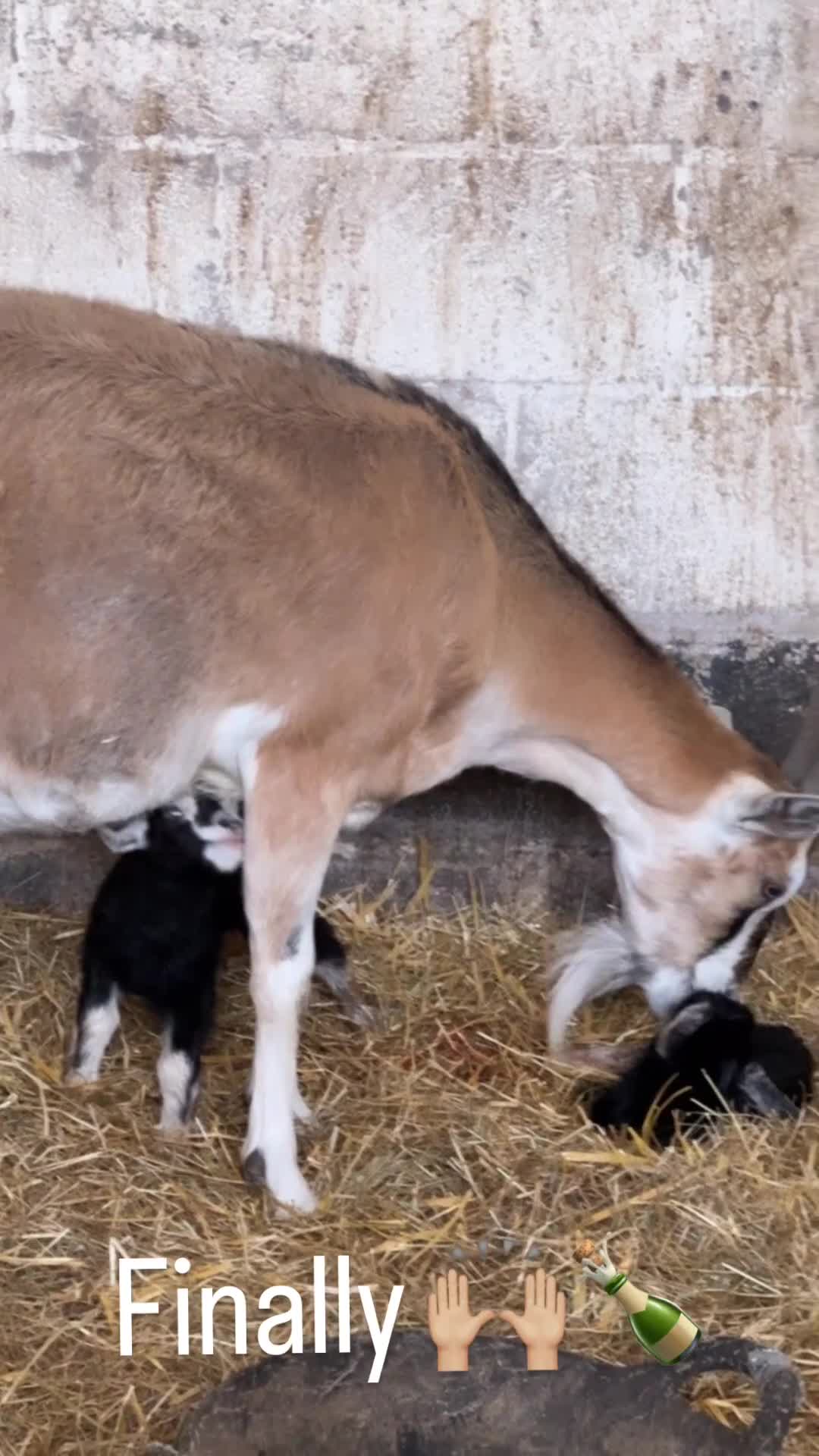 Goats livestock for sale: Nanny goat in kid.   - Video 2