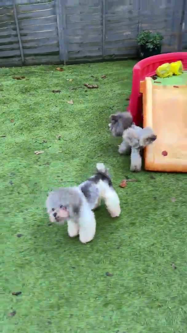 Toy Poodle dogs for stud: 7.5inch Toy HEALTH TESTED ASIAN IMPORT in Guildford - Video 3