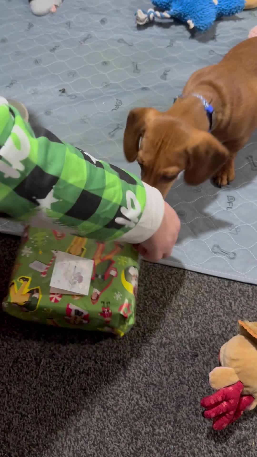 Miniature Dachshund dogs for sale: Miniature Dachshund for Rehoming  - Video 1