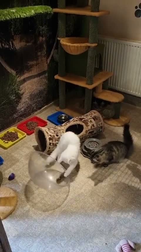 Maine Coon cats for sale: Pedigree Mainecoon kittens Ready now - Video 1