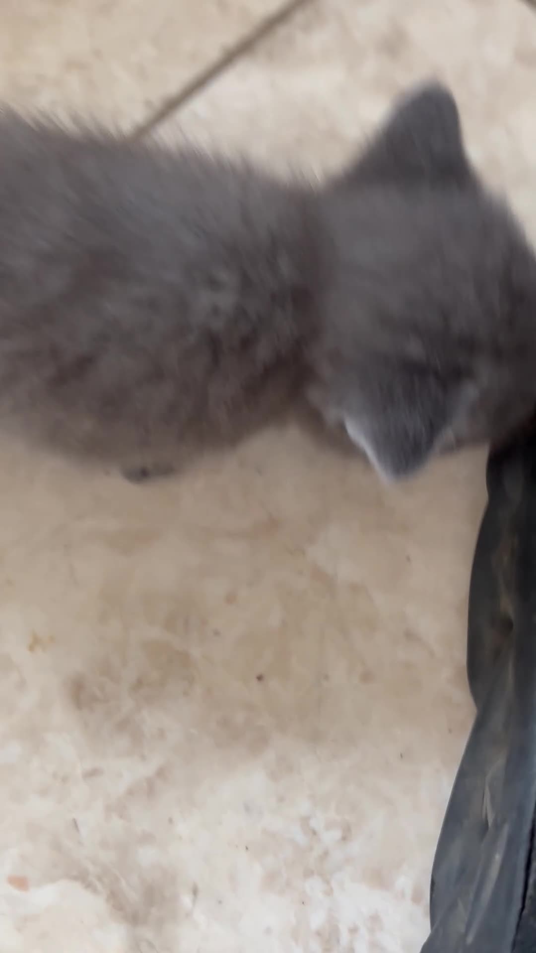 British Shorthair cats for sale: British Shorthair kittens  - Video 5