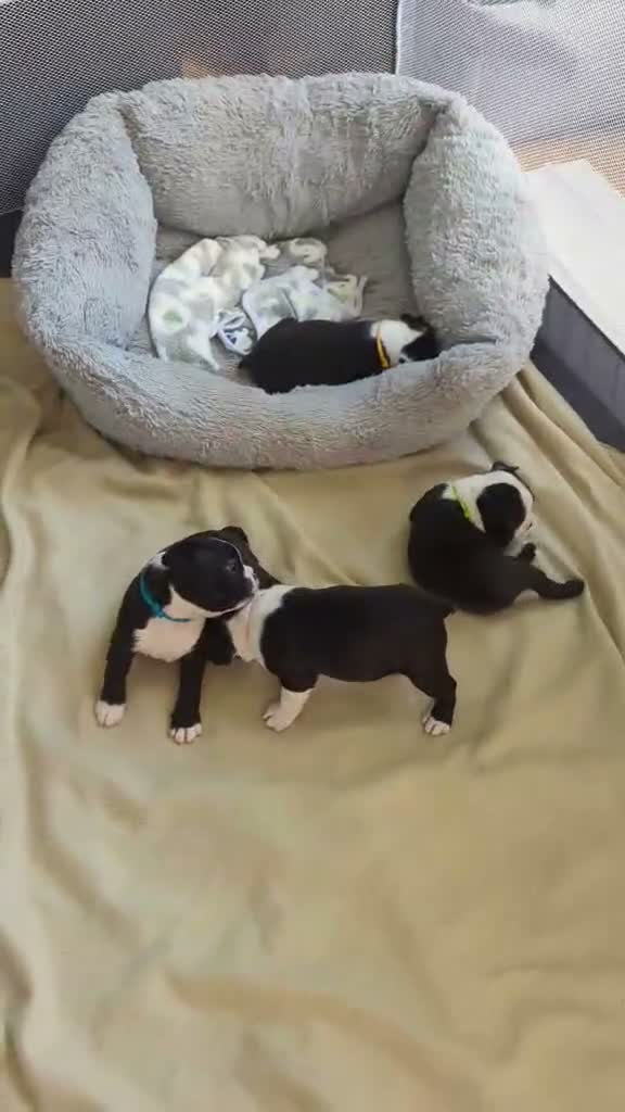 Boston Terrier dogs for sale: Beautiful Boston Terrier Puppies For Sale - Video 3