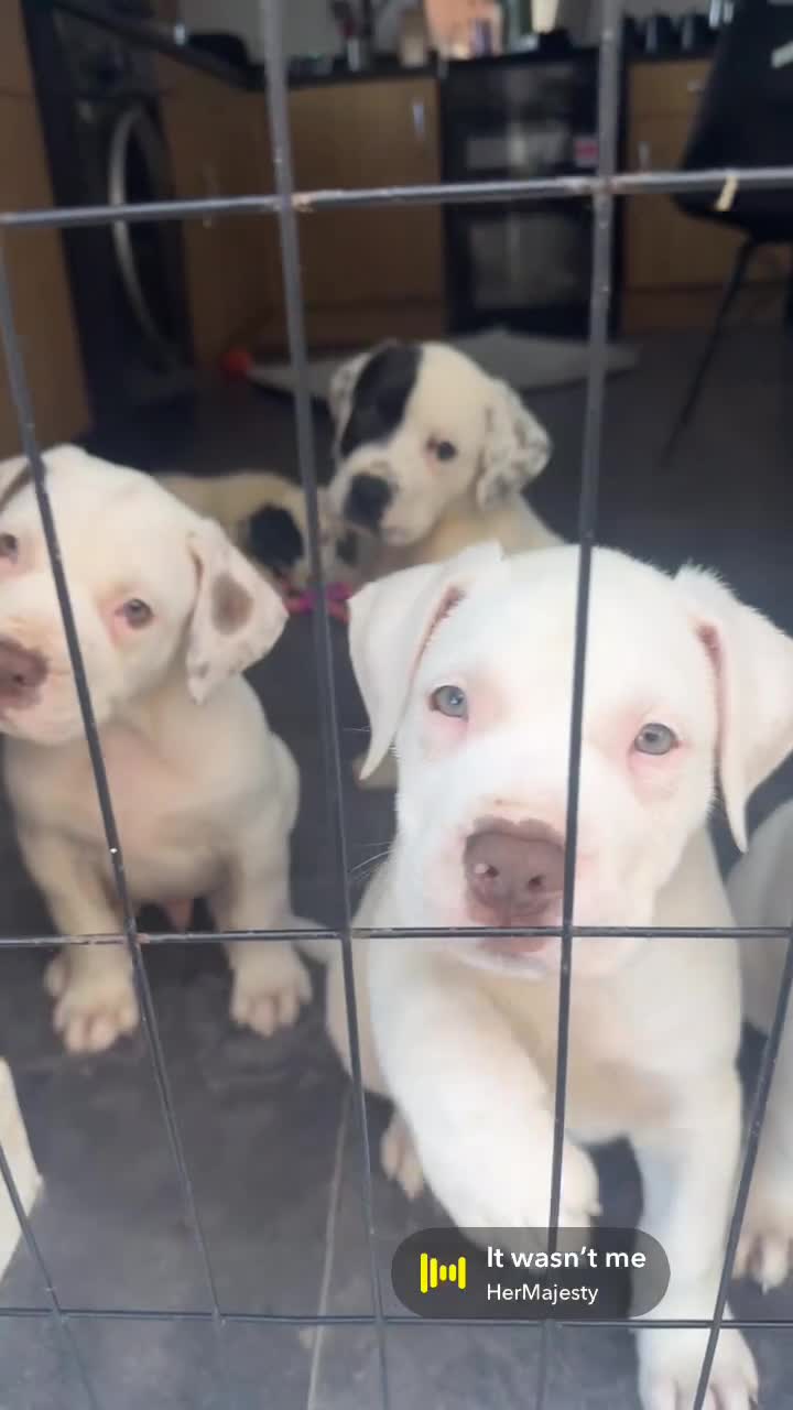 American Bulldog dogs for sale: My beautiful Bella has had her first litter - Video 1