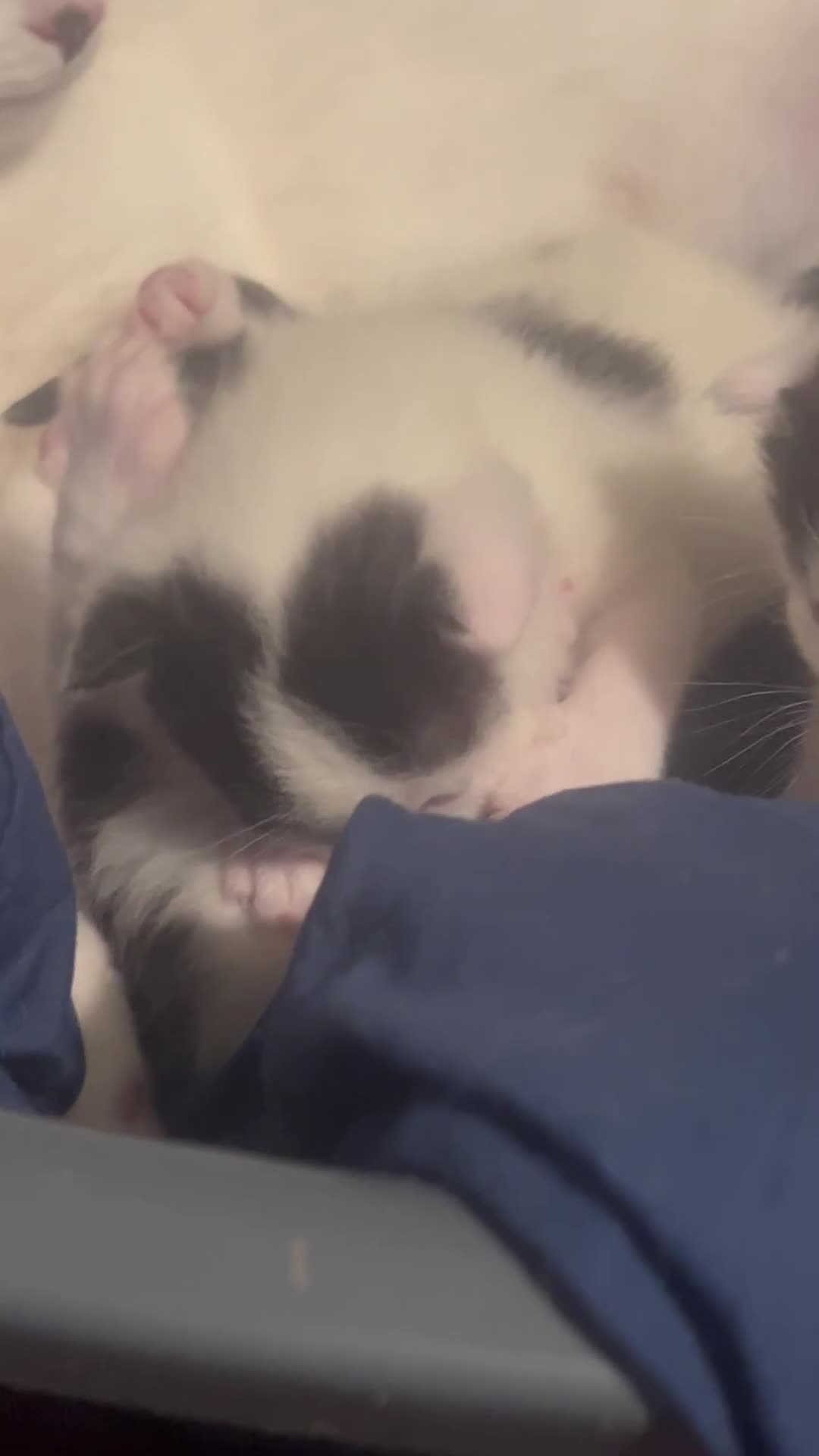 Mixed Breed cats for sale: Kittens in need of a loving forever home - Video 1