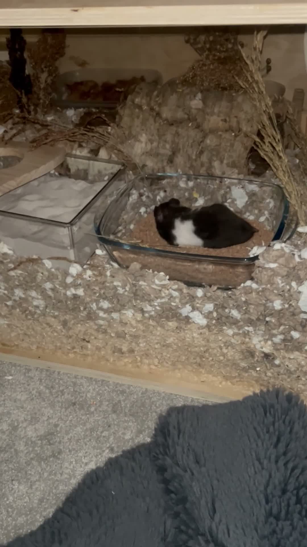 Hamster rodents for sale: MALE SYRIAN HAMSTER (WITH ENCLOSURE) - Video 2