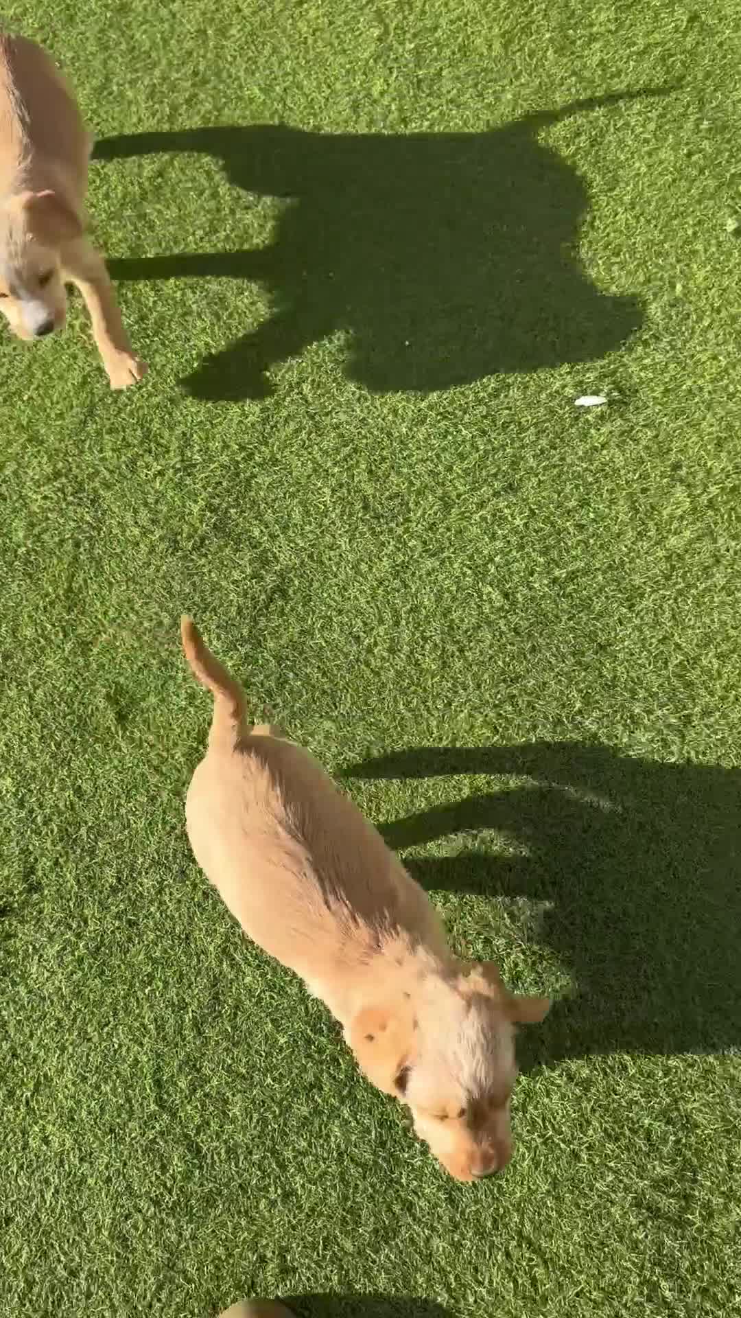 Mixed Breed dogs for sale: Beautiful unique puppies last girl left  - Video 4