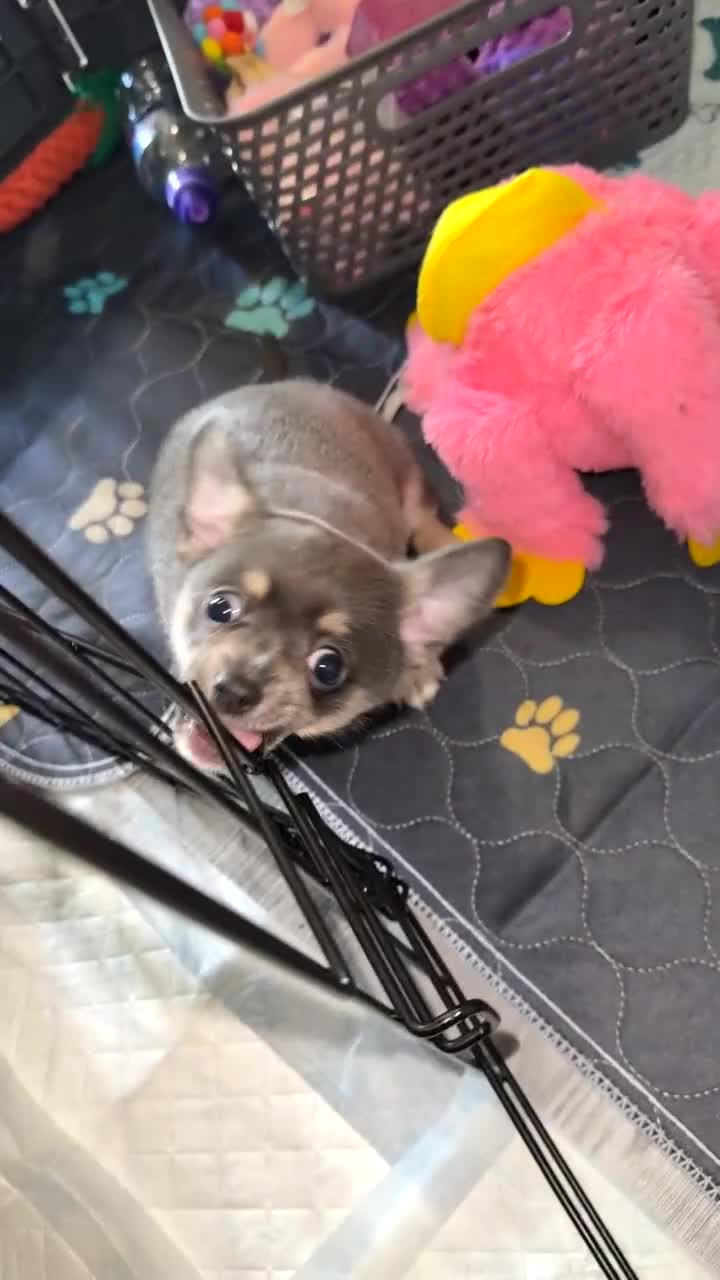 Chihuahua dogs for sale: ONE MALE LEFT READY FROM 3rd September - Video 3