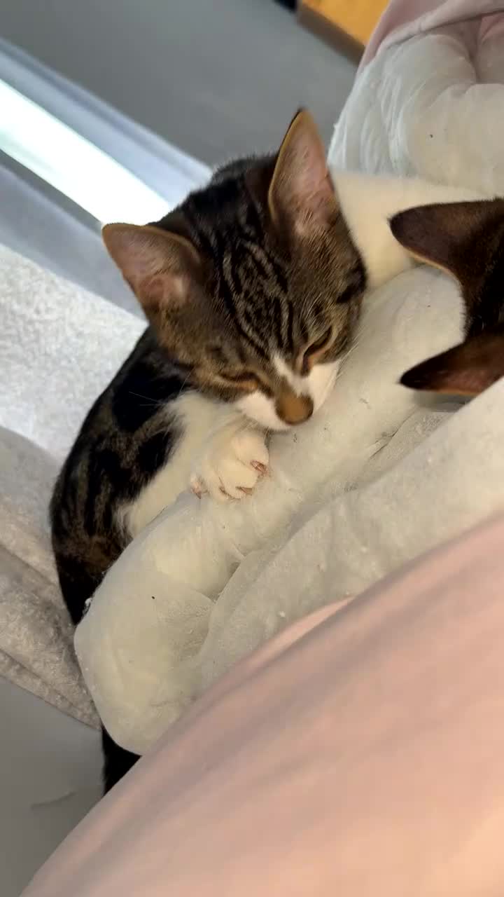 Bengal cats for sale: Brother and sister 7 months old very tiny still - Video 1