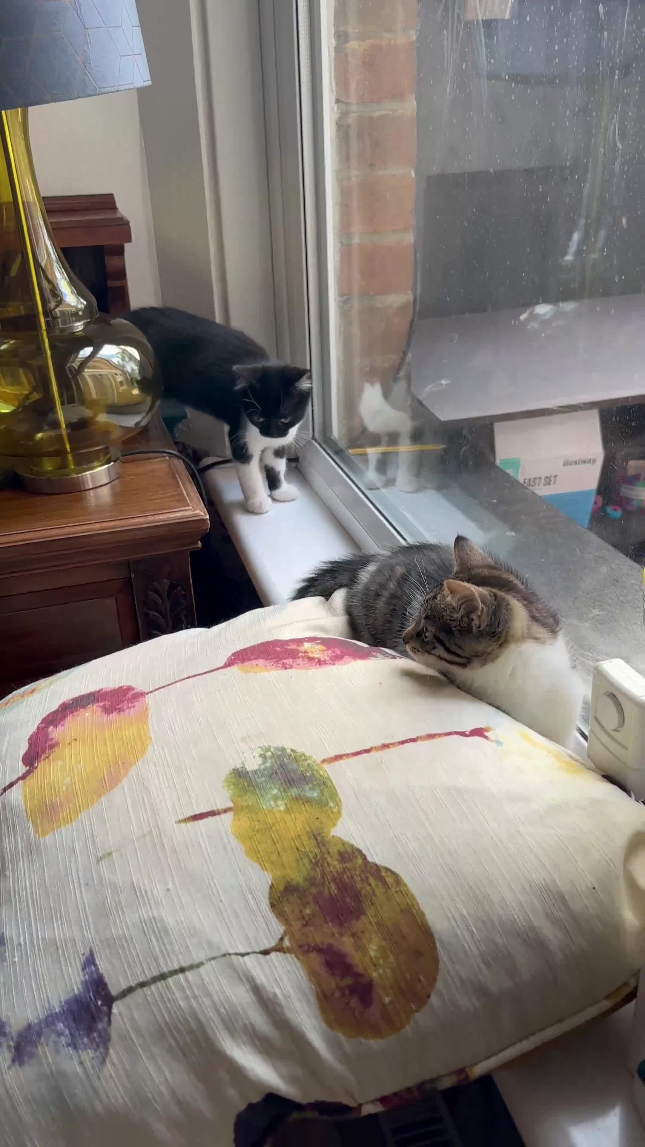 British Longhair cats for sale: British Longhair cross Bengal - Video 1