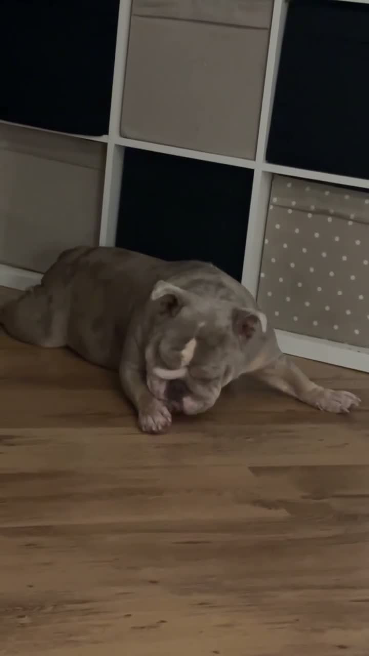 English Bulldog dogs for sale: Aggie in Swadlincote - Video 1