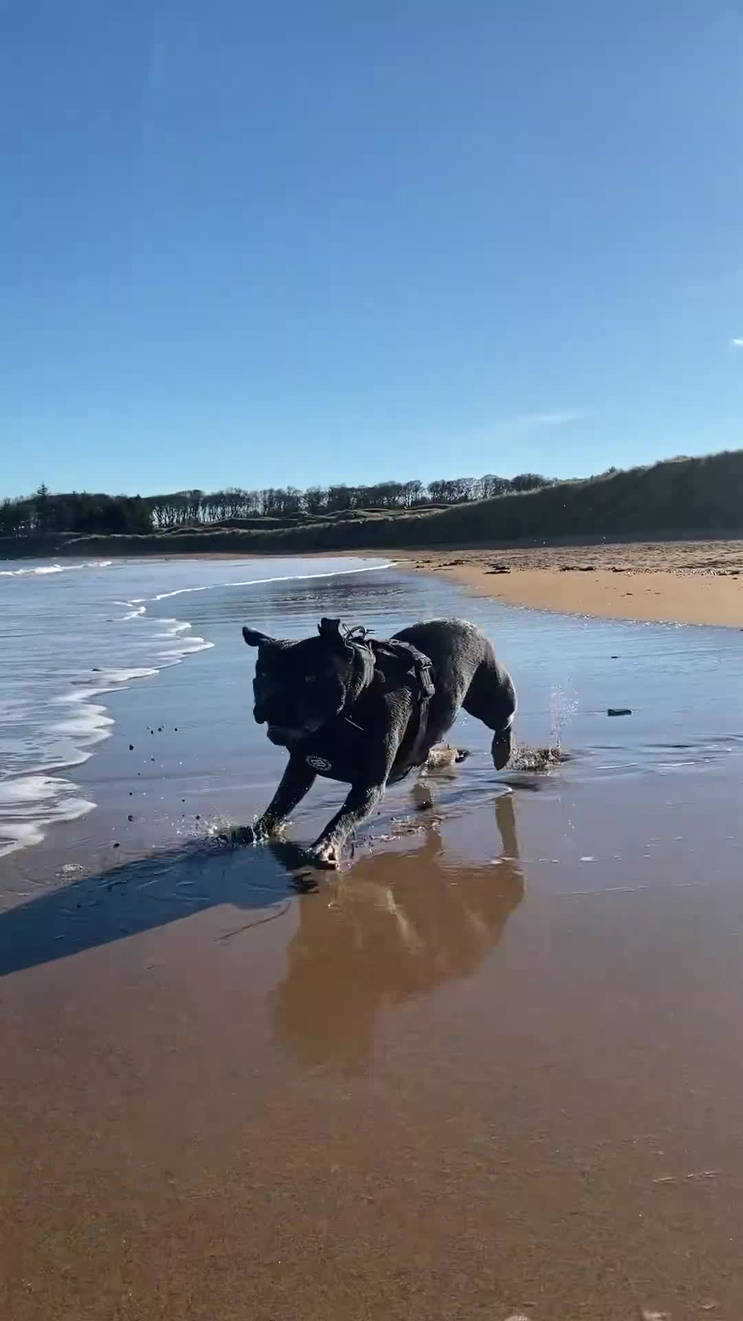 Staffordshire Bull Terrier dogs for stud: Blue Staffordshire Bull Terrier for Stud in Dundee - Video 2