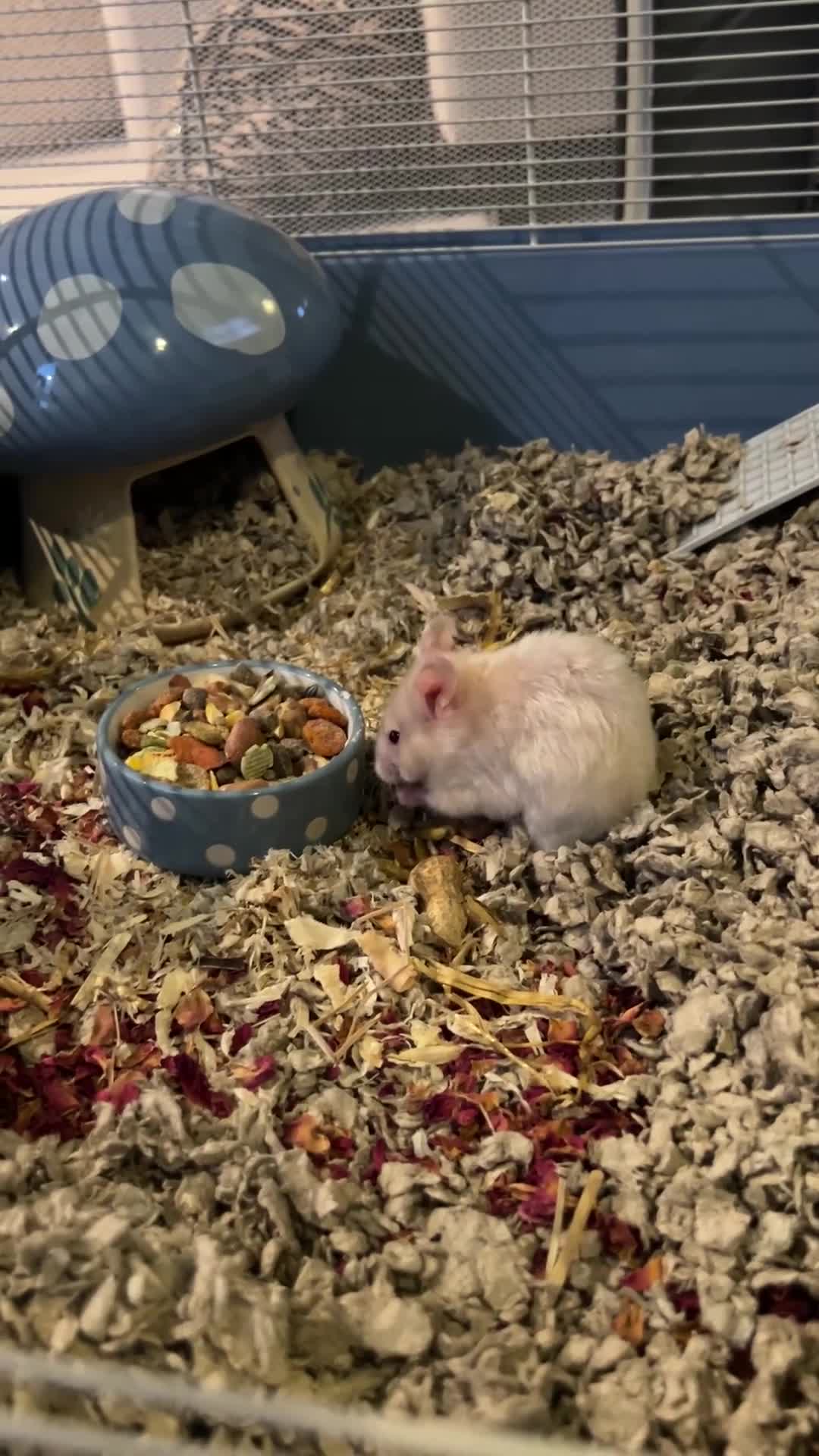 Hamster rodents for sale: Female baby Syrian hamster - Video 1