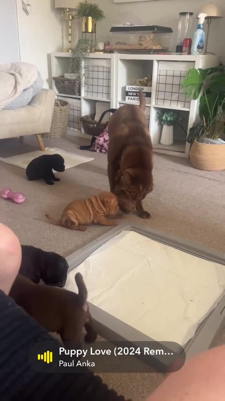 Mixed Breed dogs for sale: Sharpei puppies in Glasgow - Video 1