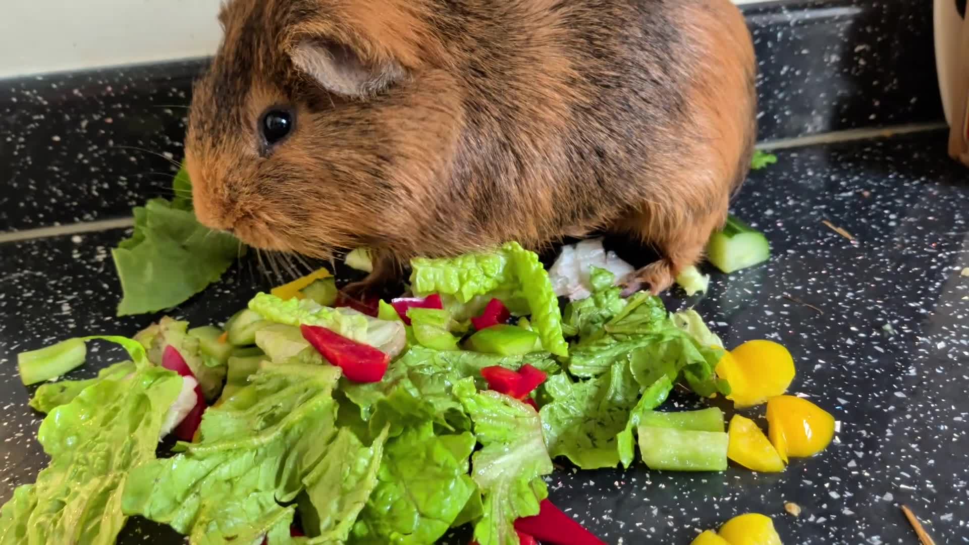 Guinea Pig rodents for sale: Beautiful male guinea pig for a good home! in Morecambe - Video 1