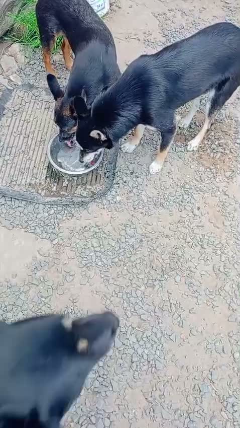 Mixed Breed dogs for adoption: ❤️ELLA❤️– SMALL GIRL FIRST IN LINE FOR CUDDLES - Video 2
