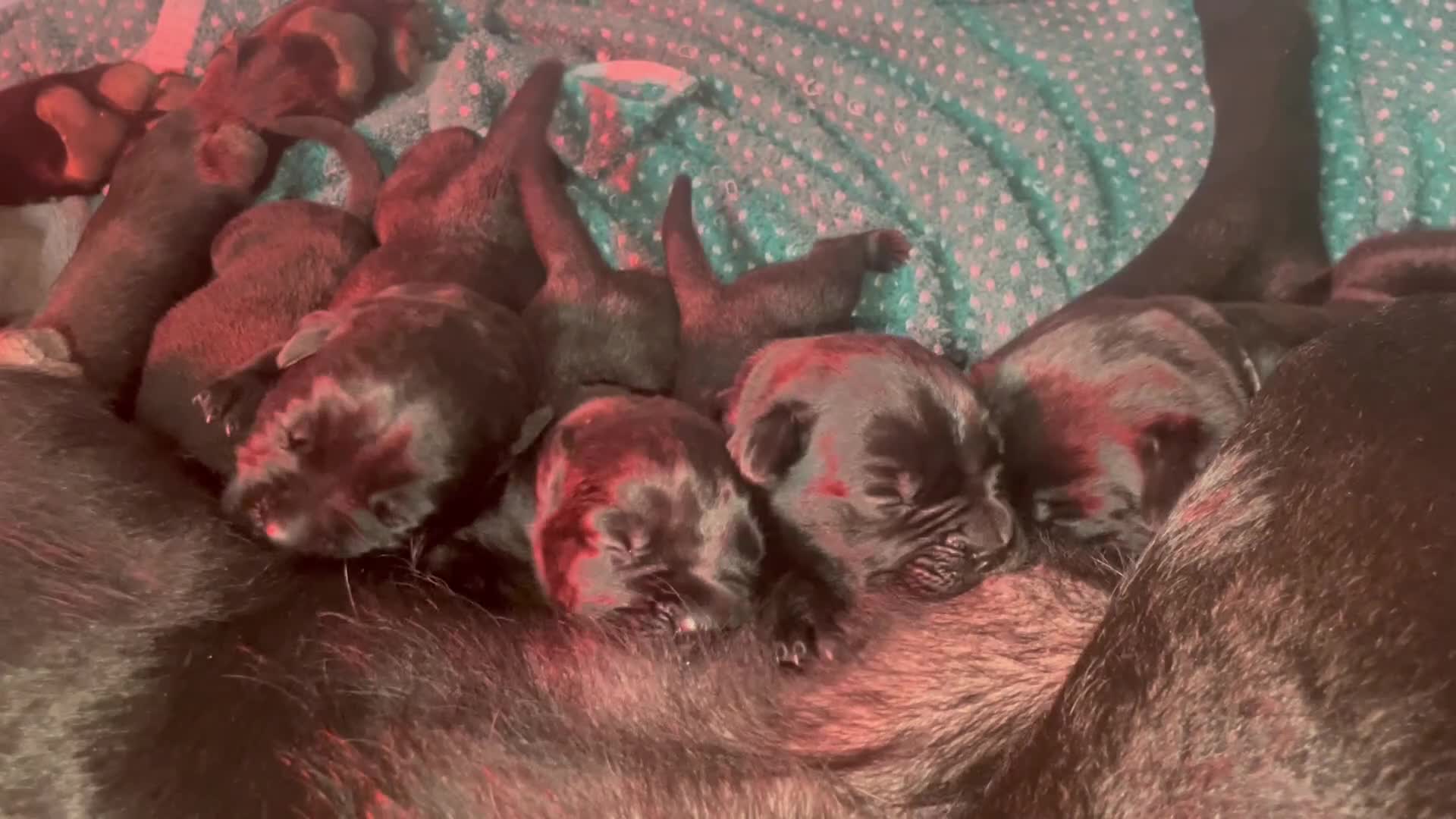 Cane Corso dogs for sale: Champion/true to type cane corso puppies - Video 4