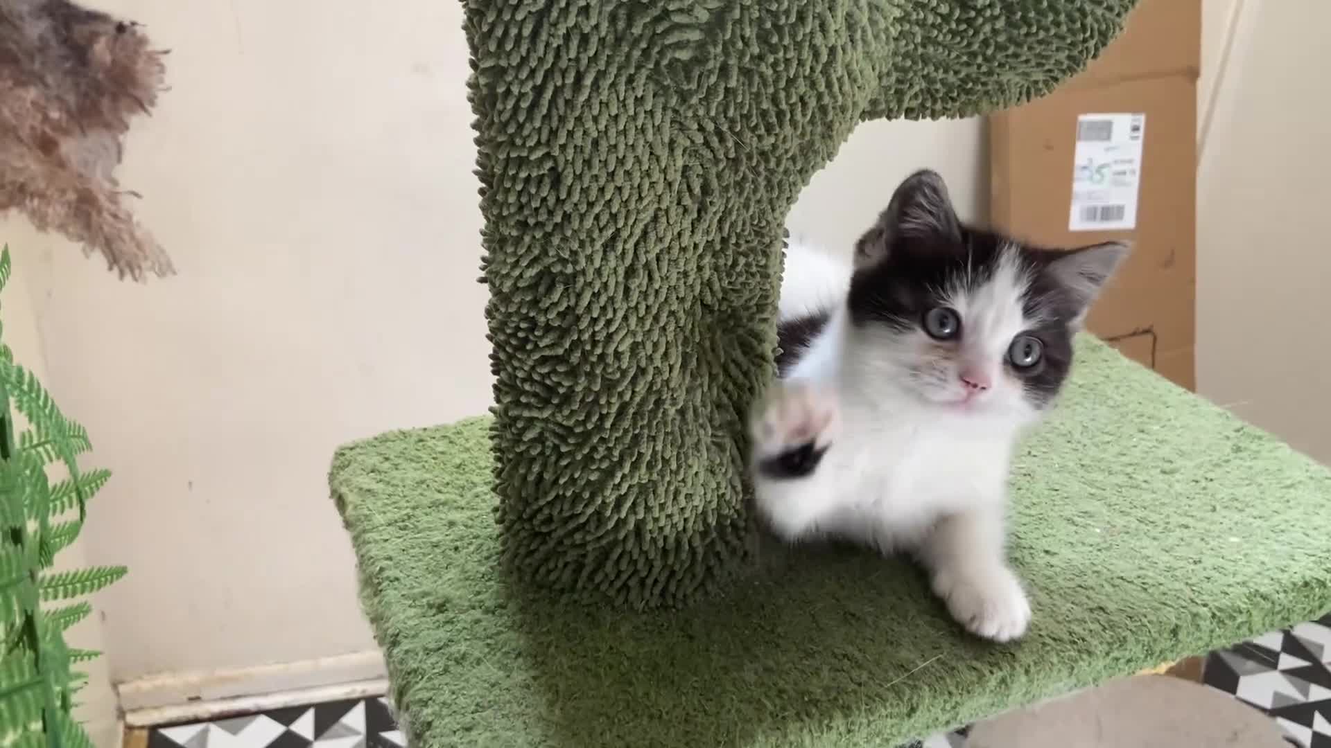 Munchkin cats for sale: 9 weeks old Full Pedigree Munchkin kittens  - Video 1