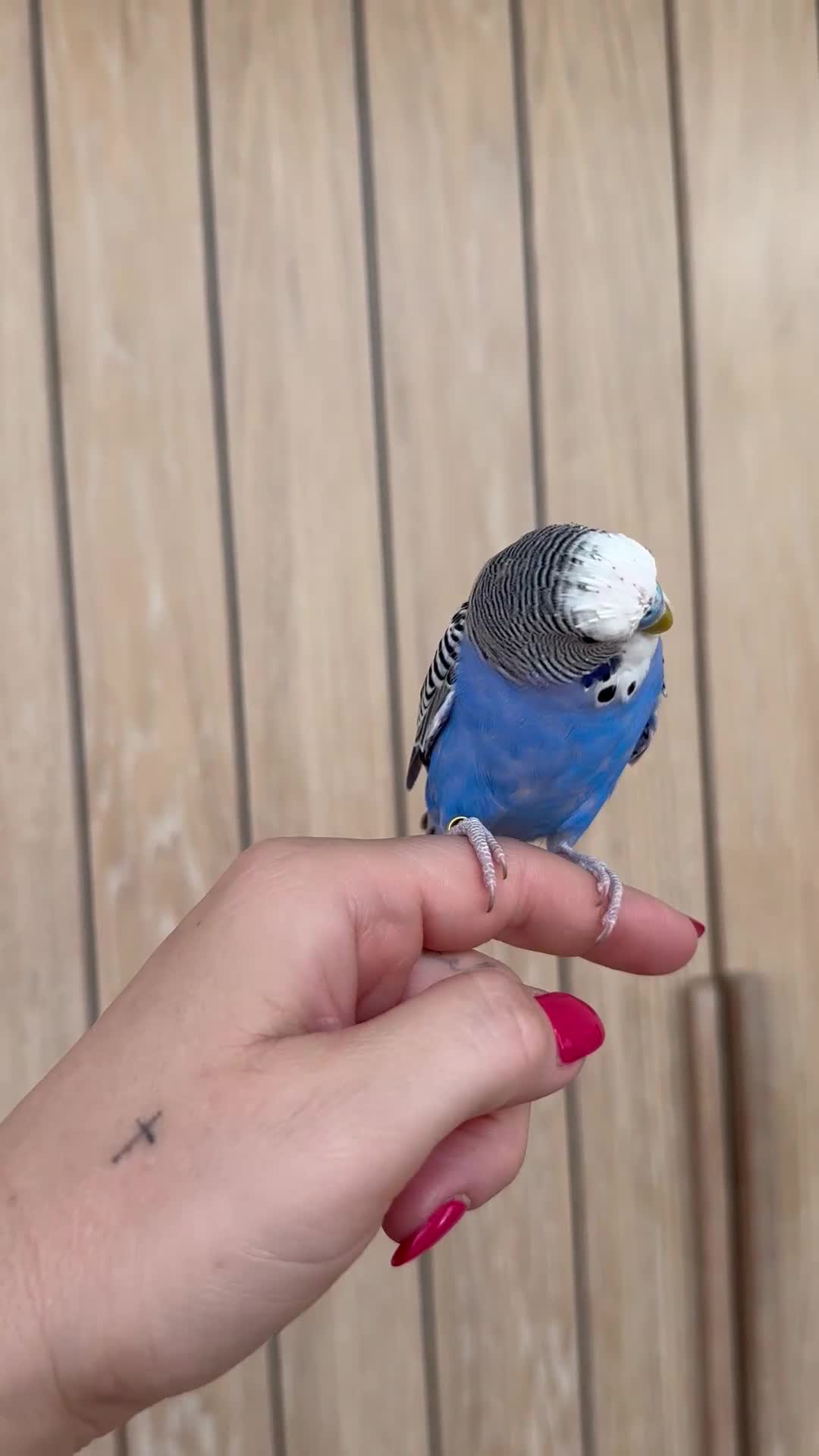 Budgerigars birds for sale: Rare Young Budgie Boys, Large Cage & Full Setup - Video 1