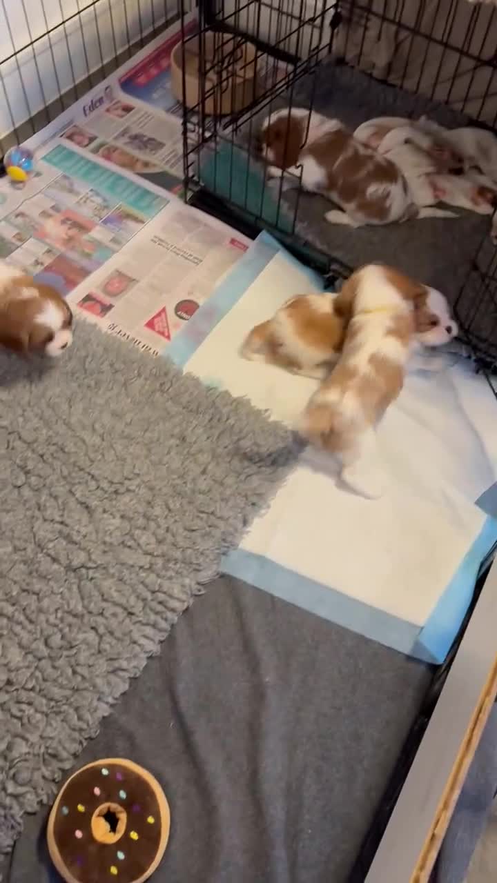 Cavalier King Charles Spaniel dogs for sale: Fully Health Tested Cavalier King Charles Spaniels in Rugby - Video 5