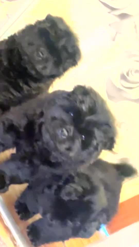 Chow Chow dogs for sale: Chow chow puppies in Edinburgh - Video 1