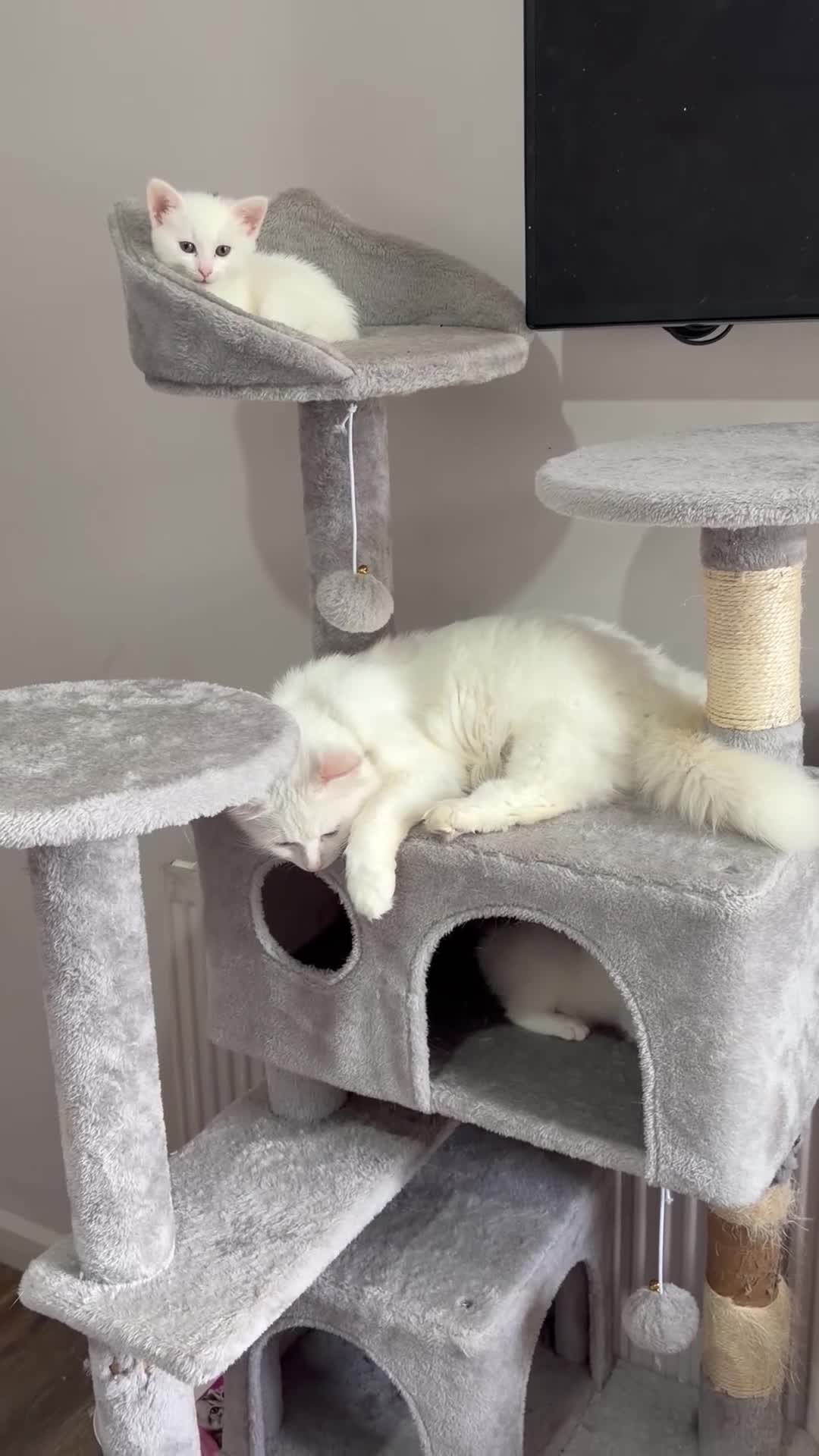 RagaMuffin cats for sale: Raggamuffin x kittens  - Video 1