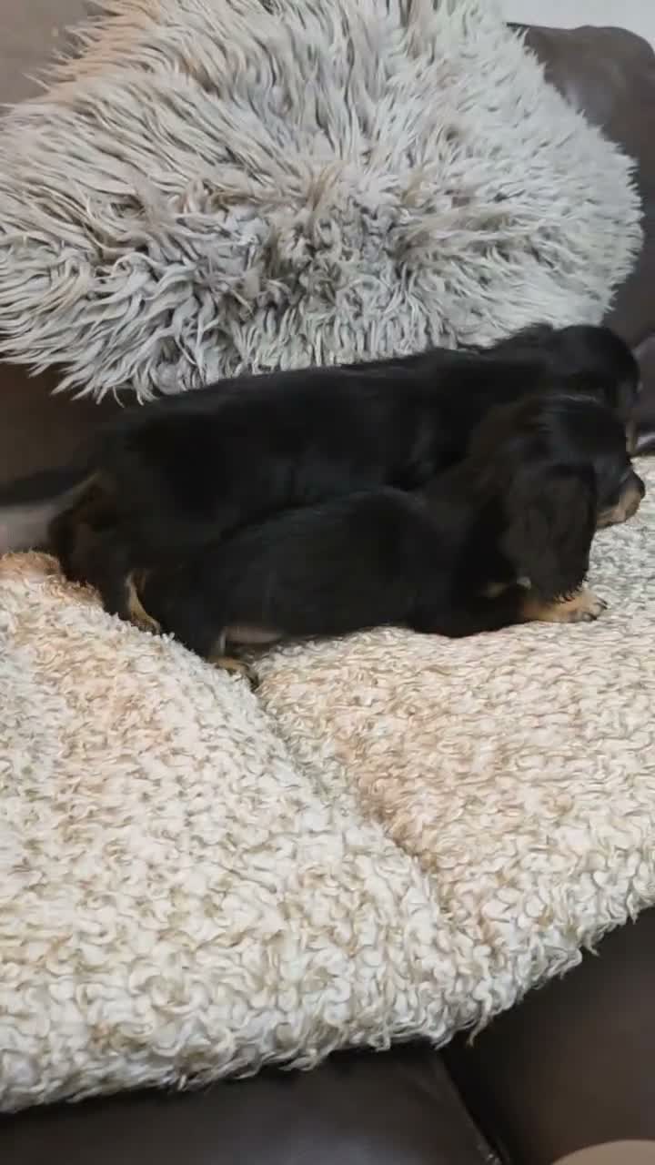 Miniature Dachshund dogs for sale: True longhaired minature dachshunds  - Video 2