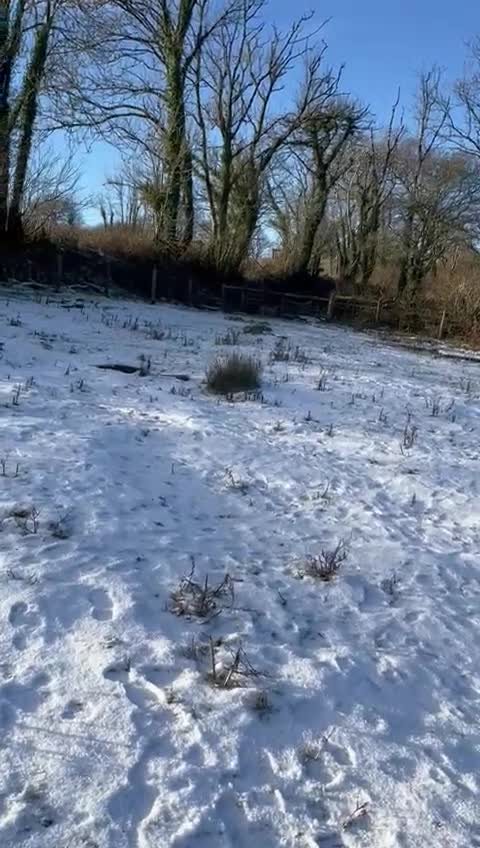 Mixed Breed dogs for sale: Lovely Luna - Video 2