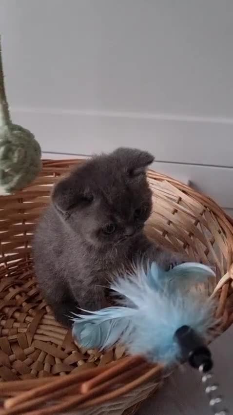 British Shorthair cats for sale: Lilac Blue Female British Shorthair GCCF Pedigree - Video 5