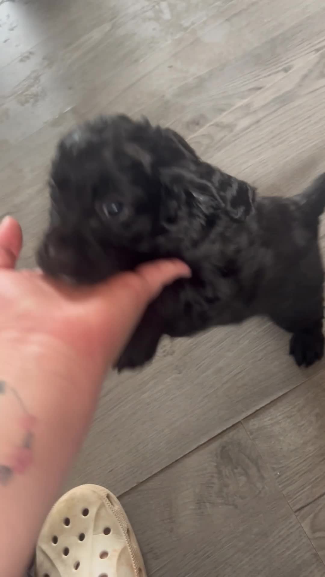 Mixed Breed dogs for sale: Cockalier-poo READY TO LEAVE  - Video 3