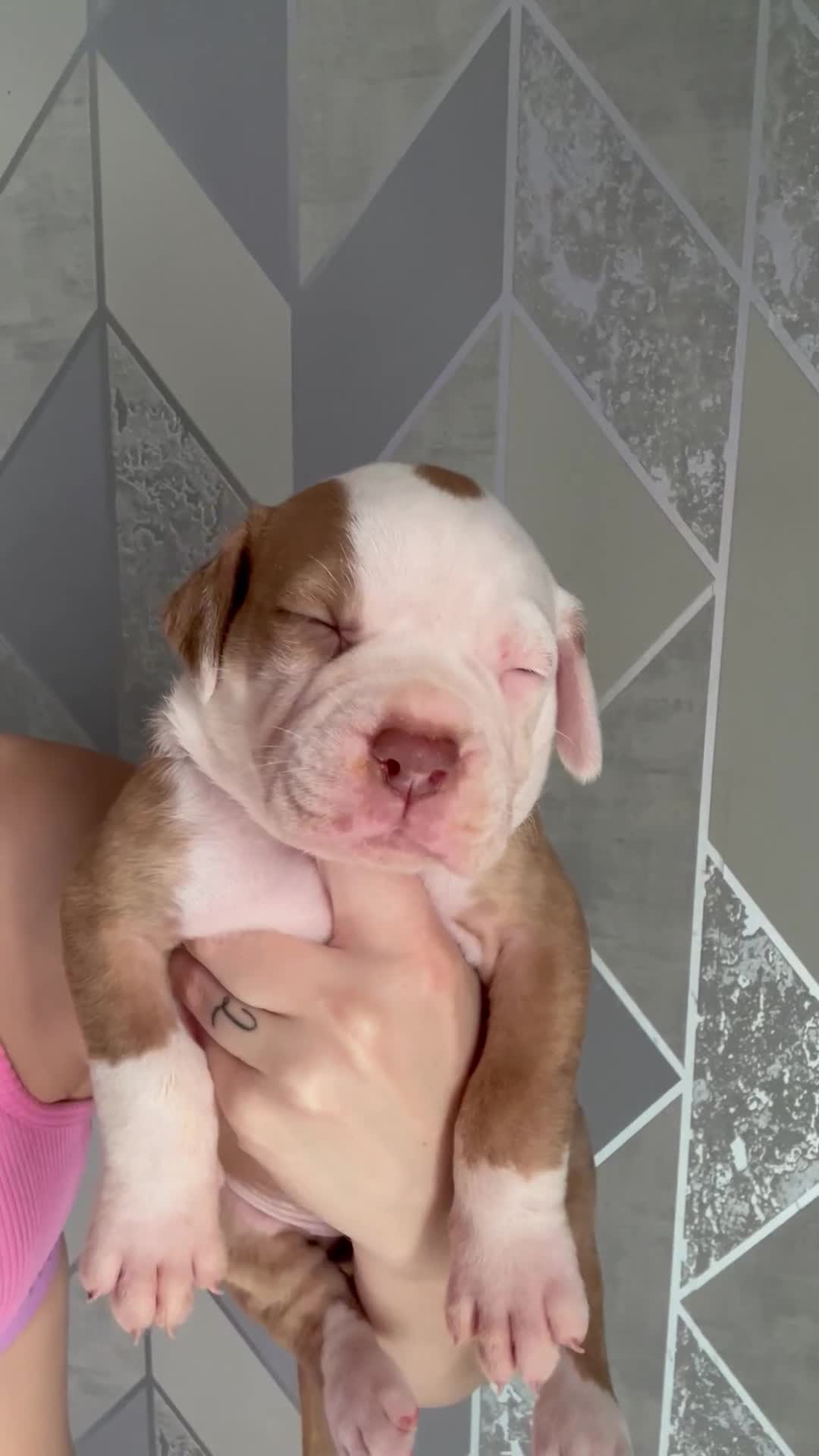 Alapaha Blue Blood Bulldog dogs for sale: Alapahabluebloodbulldog  in Gloucester - Video 1