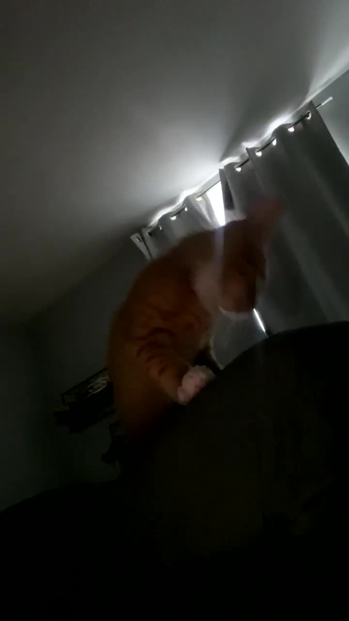 Arabian Mau cats for sale: Simba - Video 2