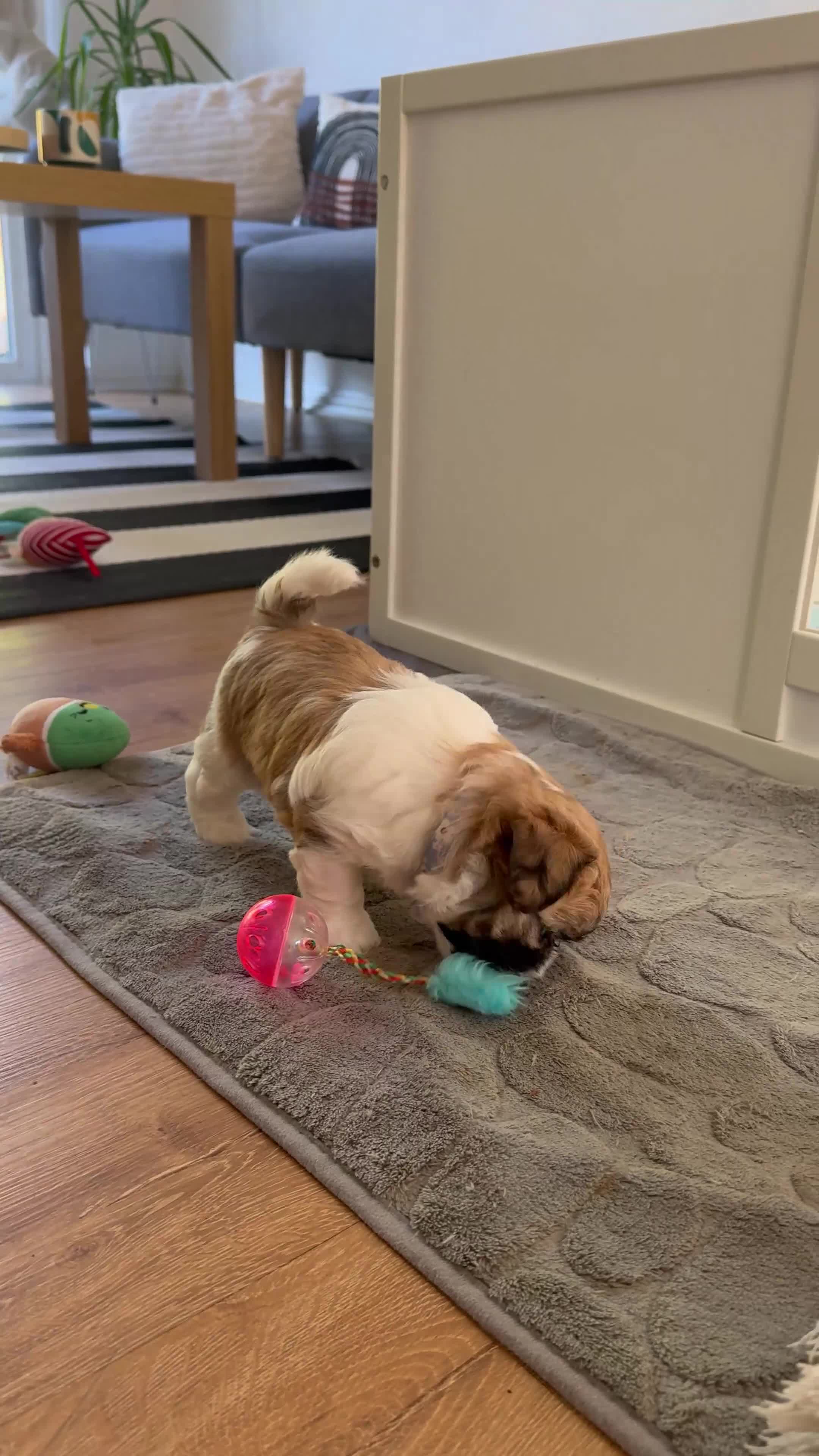 Malshi dogs for sale: 🐾❤️ ADORABLE MALSHI PUPPIES! ❤️🐾 - Video 1