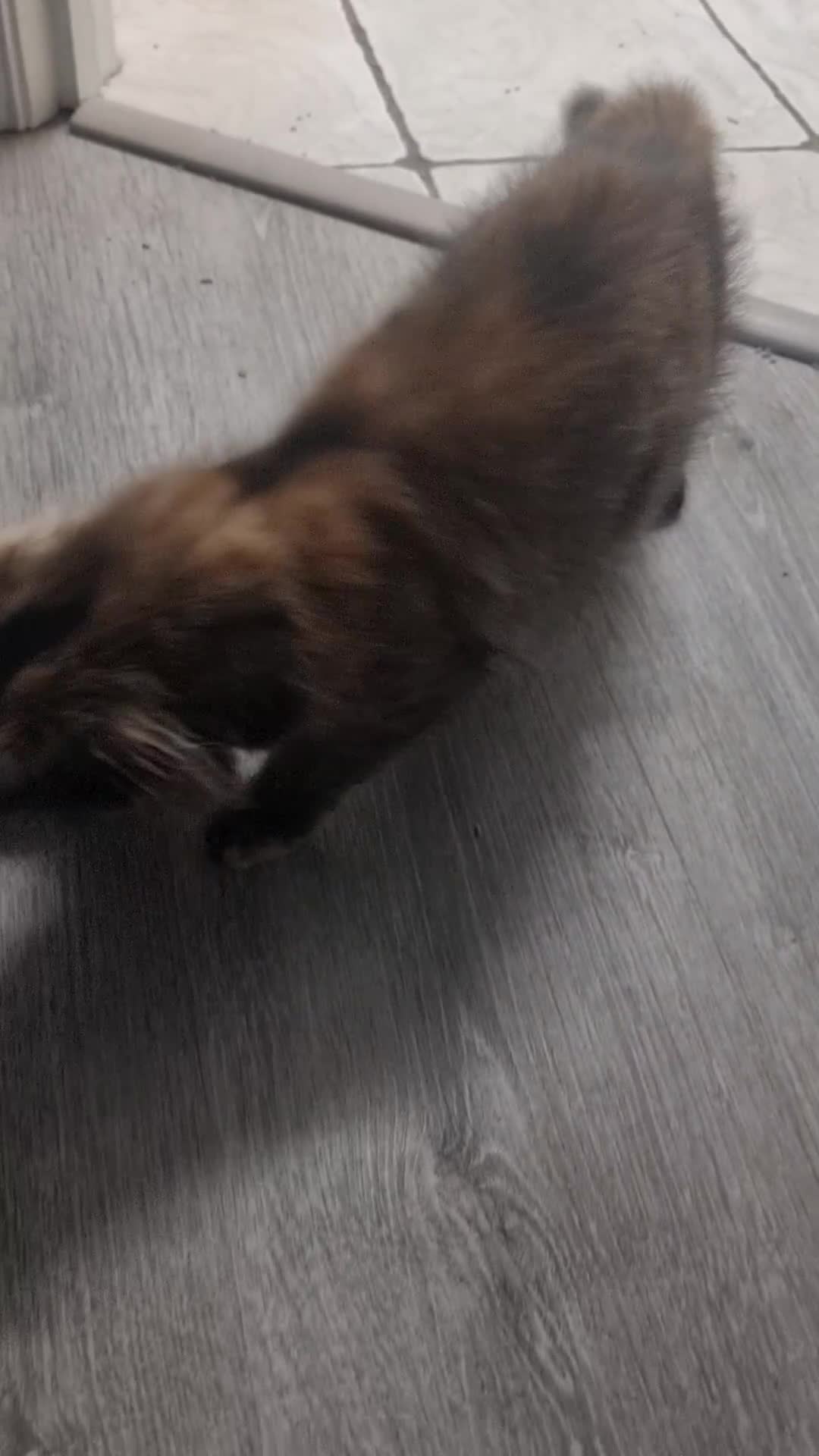 Maine Coon cats for sale: Pedigree GCCF Registered Maincoon Kittens - Video 2