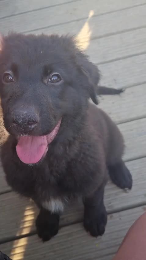 Sheprador dogs for sale: Sheprador Puppies – German Shepherd × Labrador - Video 1