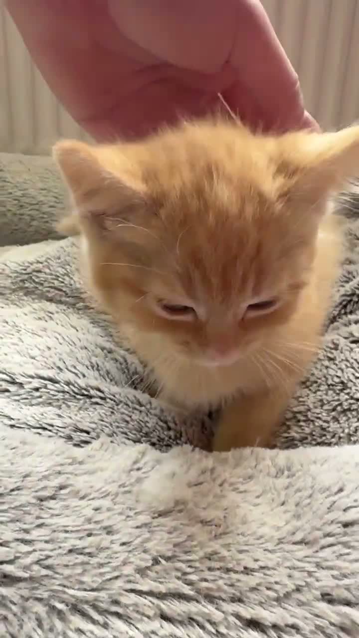 Mixed Breed cats for sale: SUPER CUTE PERFECT GINGER KITTENS  - Video 2