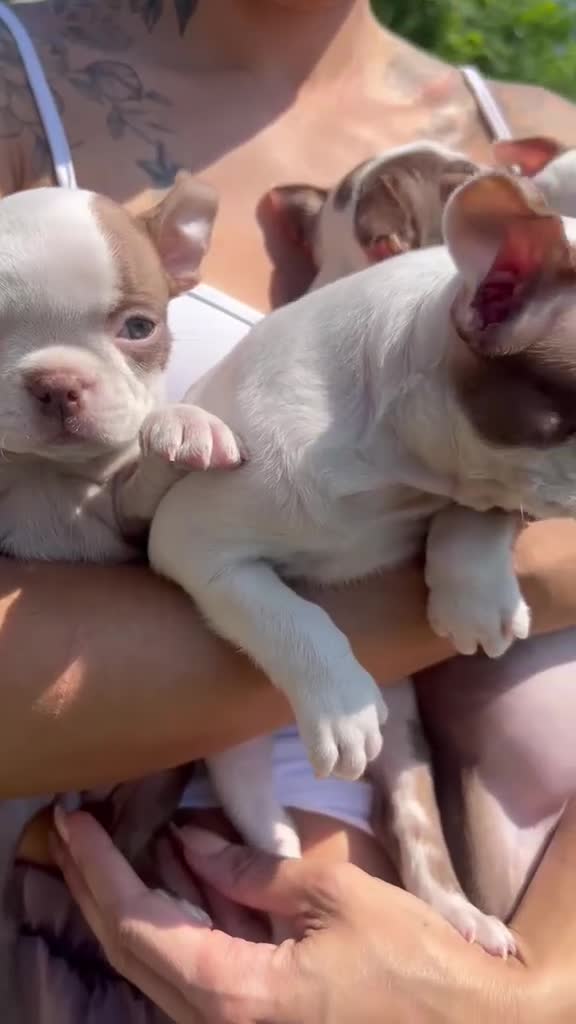 Boston Terrier dogs for sale: 7 KC registered Boston terrier pups  - Video 2