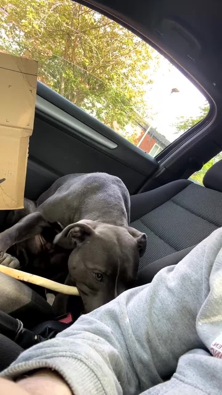 Staffordshire Bull Terrier dogs for sale: Blue  - Video 3