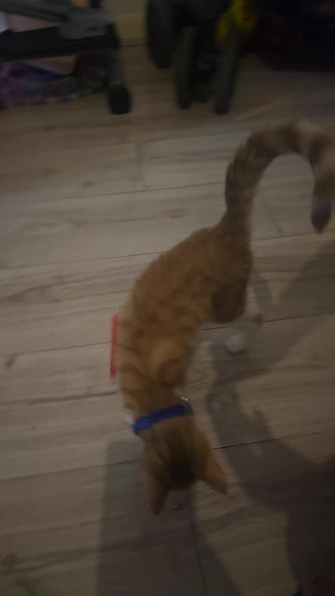 Mixed Breed cats for sale: 3 months old kitty - Video 3