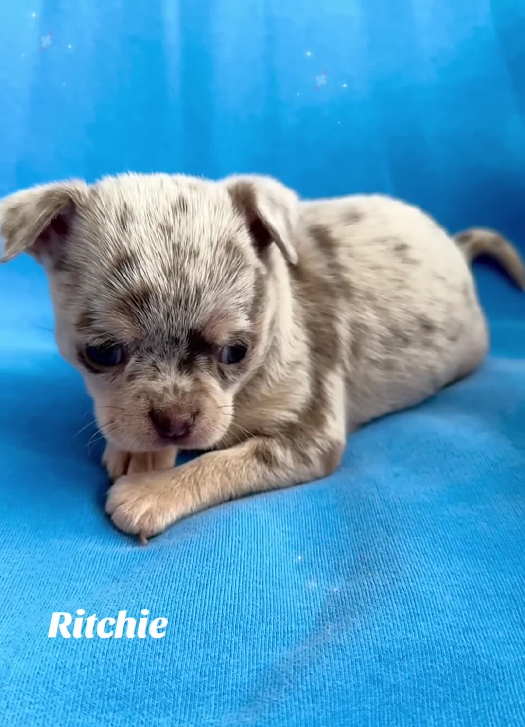 Chihuahua dogs for sale: Long coat KC reg girl READY NOW - Video 2