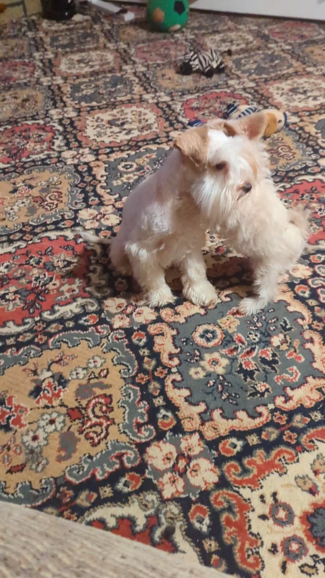 Miniature Schnauzer dogs for sale: *REDUCED*Gorgeous mini schnauzers  - Video 1